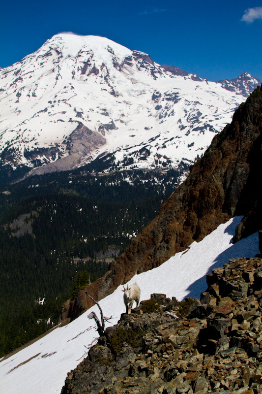 Mountain Goat And Mount Rainier